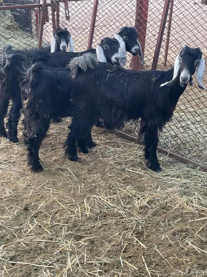 تيوس وجفرات 14