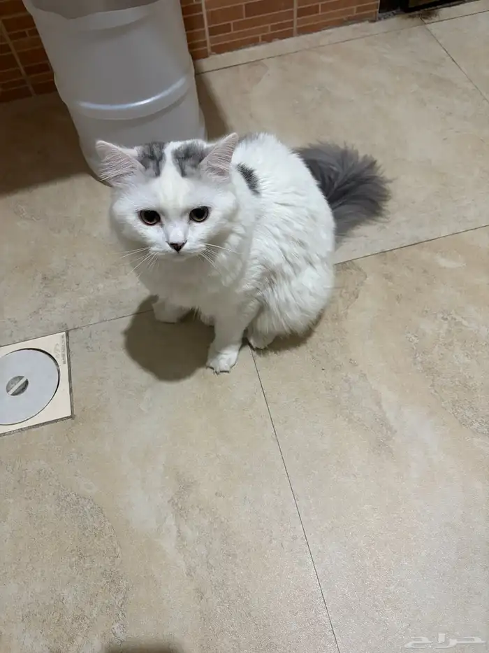 قطط للتبني 1