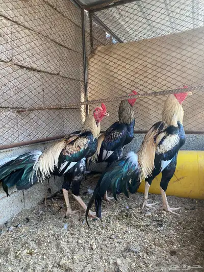 دجاج باكستاني index