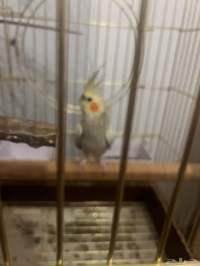 كروان انثى 0