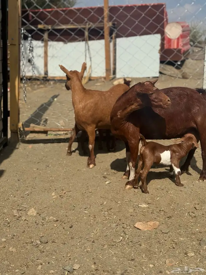 ماعز صلالي 4