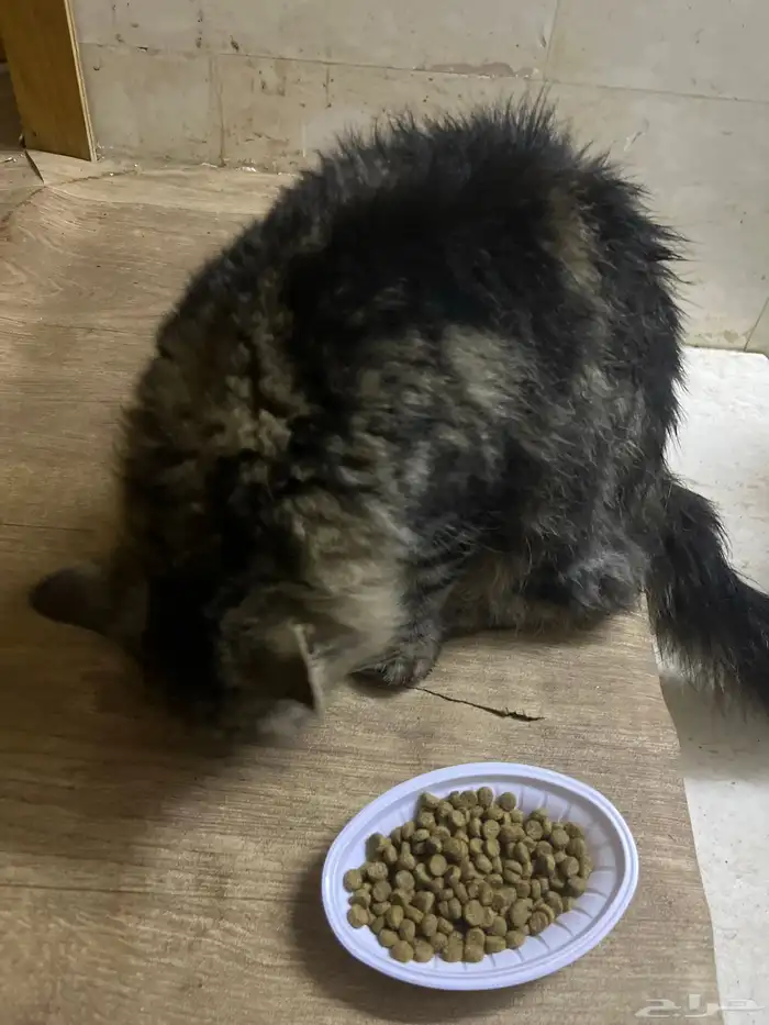 قطوه تبني انثى 2