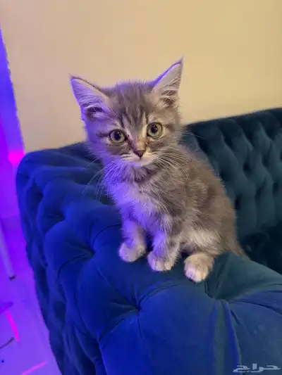 سكوتش ستريت ذكر index