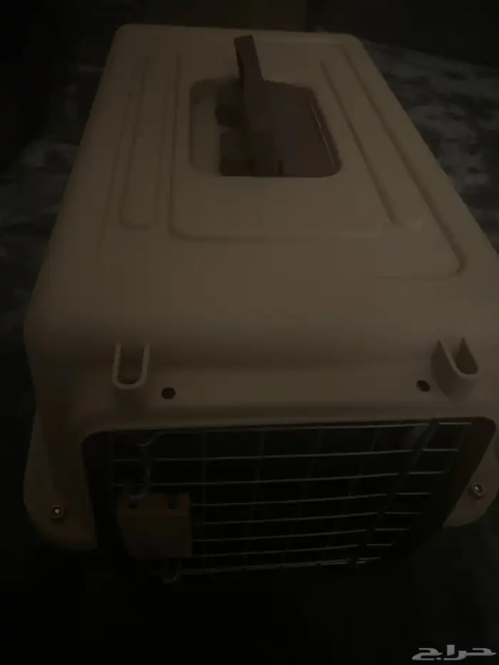 قطط ذكور للبيع 7