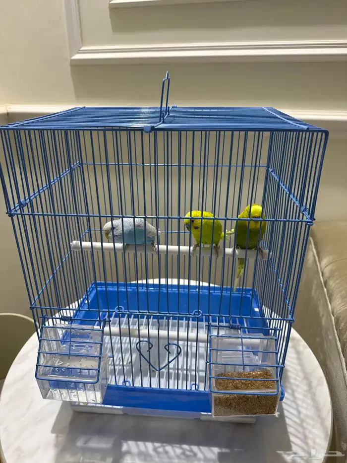 عصفاير ثلاث 0