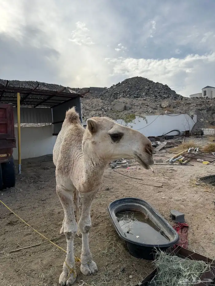 جمل وضح للبيع 4