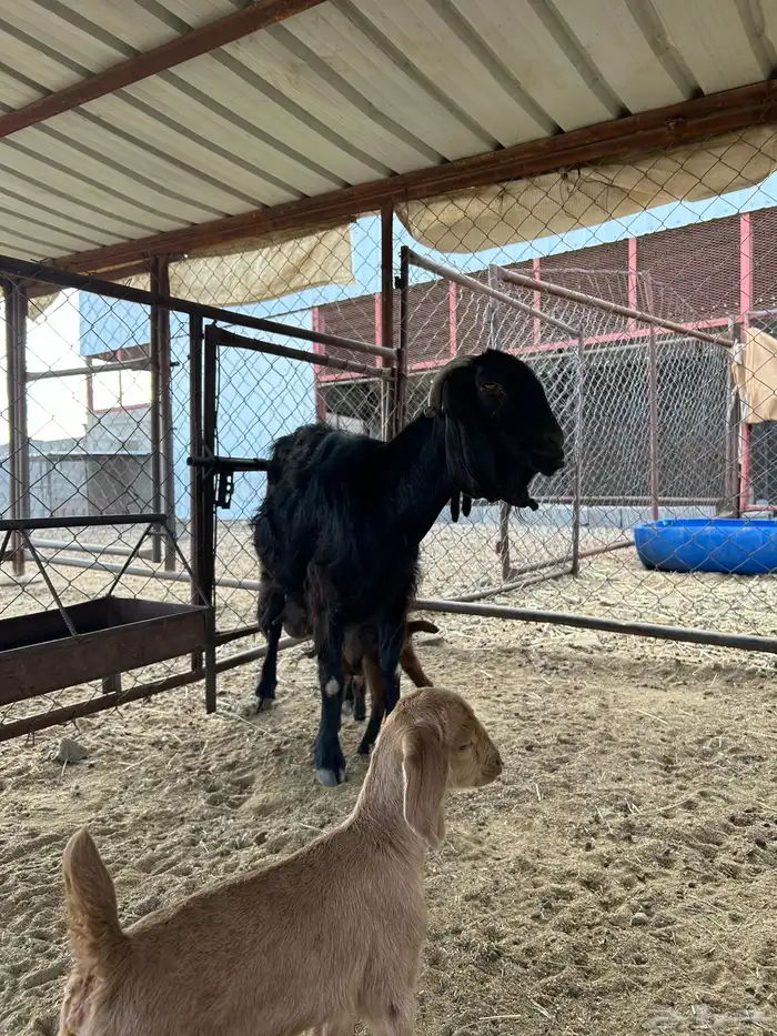 عنزين مولده للبيع 1