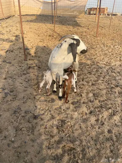 عنز بيشية تحتها 2 index