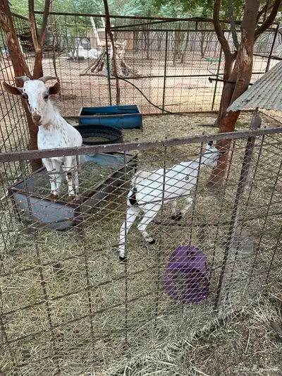 ماعز قزم index