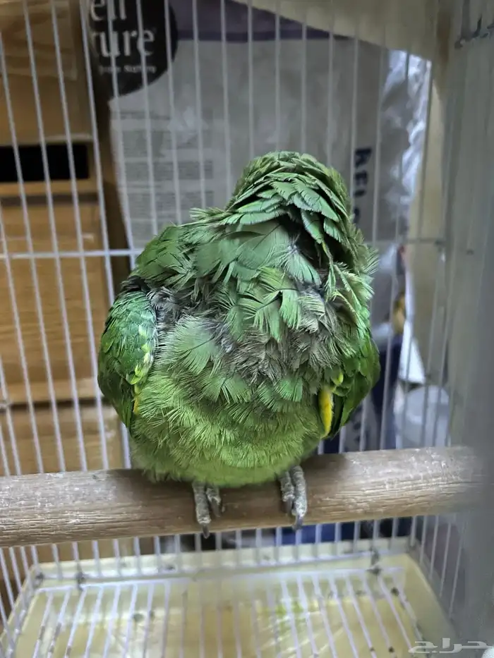 ببغاء امازوني 1