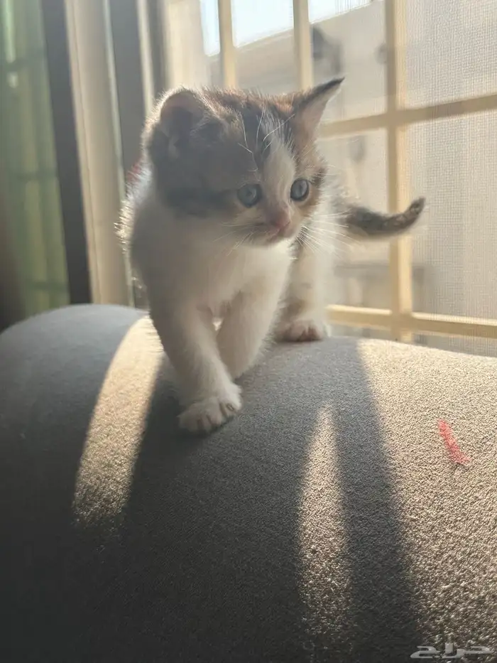 كيتن للبيع اناث وذكوره 2