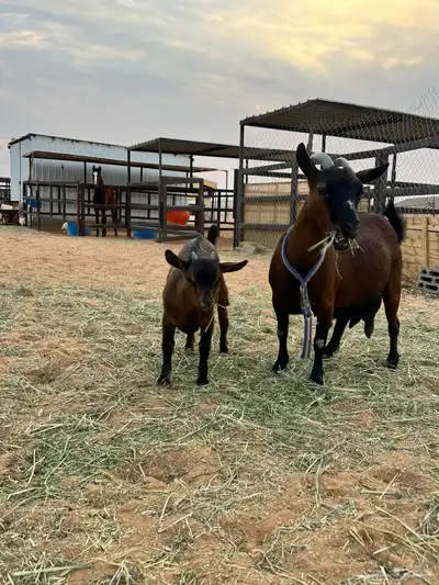 جفره قزمية index