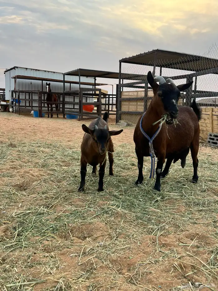 جفره قزمية 4