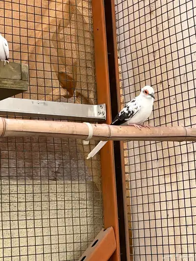 ذكر يمام ايرق 0