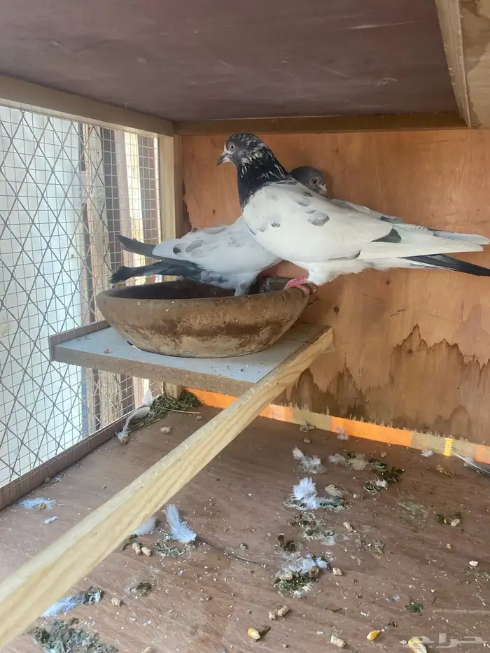 للبيع عدد 2جوز باكستاني عدد 1جوز فرنسي سلفر مع المحكر 1