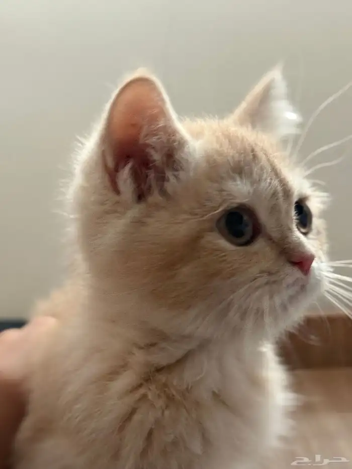 سكوتش ستريت 2