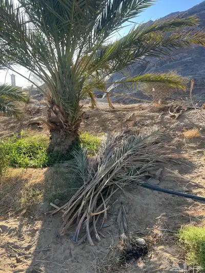 سعف حلال للبيع توه مصرف النخل index