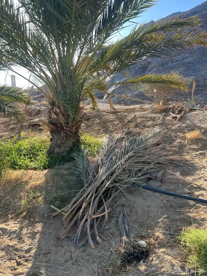 سعف حلال للبيع توه مصرف النخل 0