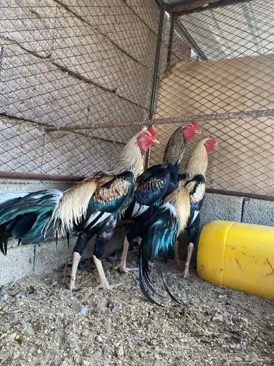 دجاج باكستاني index