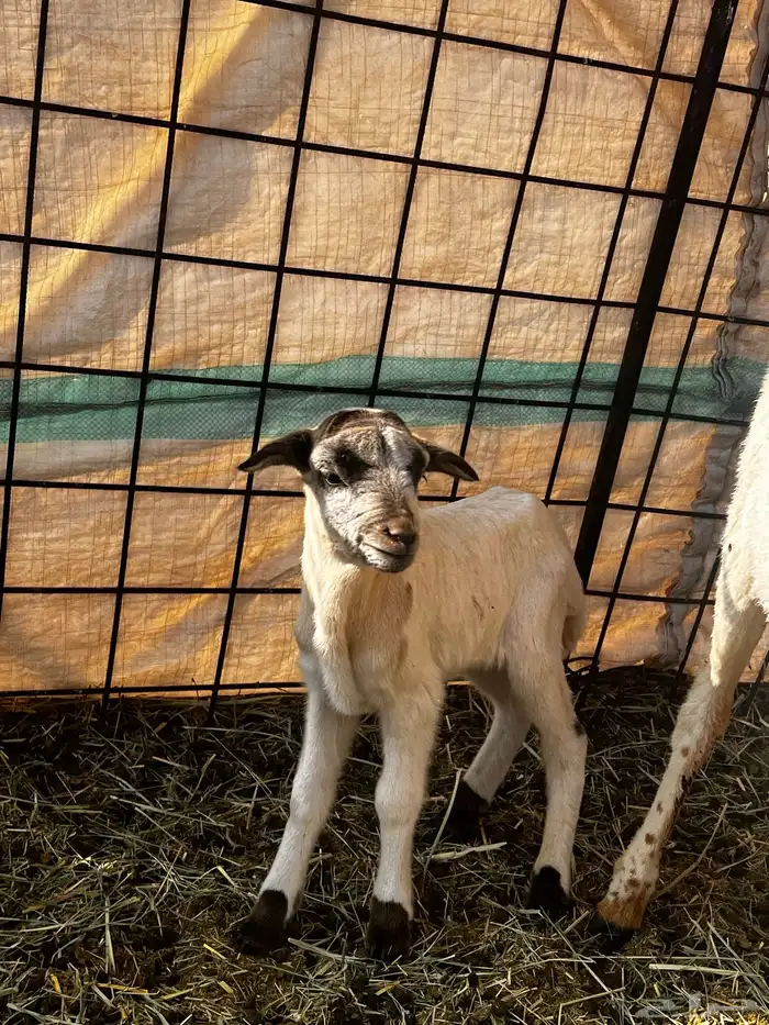 شياة رفيدي مواليد 0