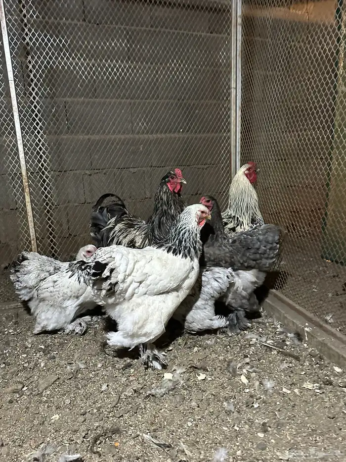 دجاج براهما اصلي 3