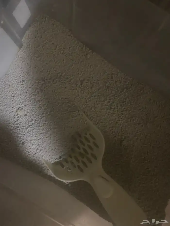 قطط ذكور للبيع 4