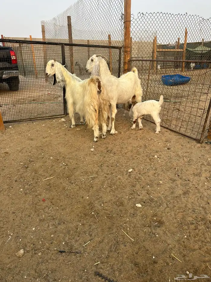 معزاء رغايث مطورات 1