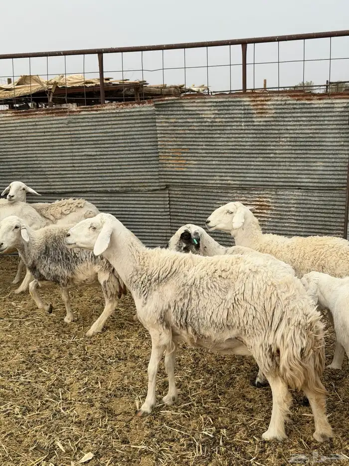 ضان حريات ولد ومضاريع نظيفه الحد 1350 5