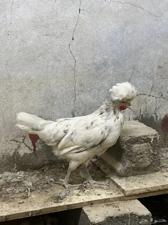 جوز دجاج بولش 1