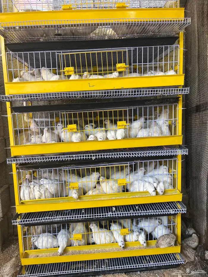 سمان تاكساس جامبو بيور 0