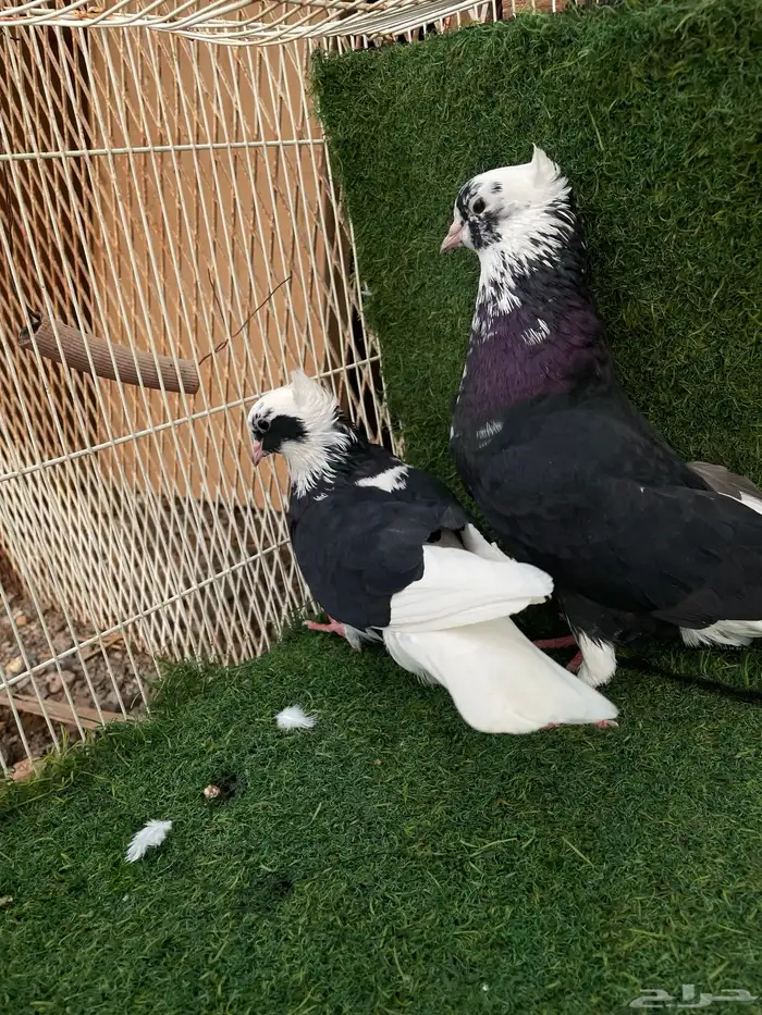 قطايف تب التب 10