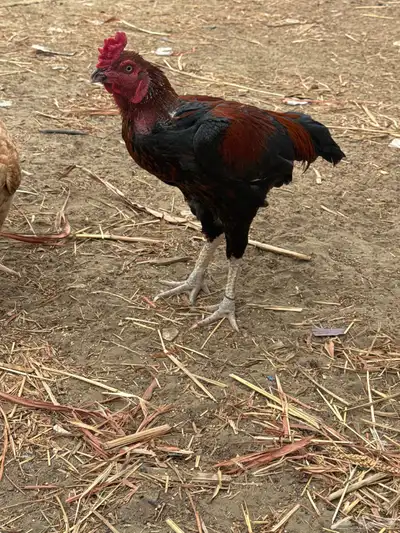 ديك بكستاني index