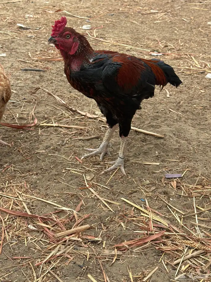 ديك بكستاني 0