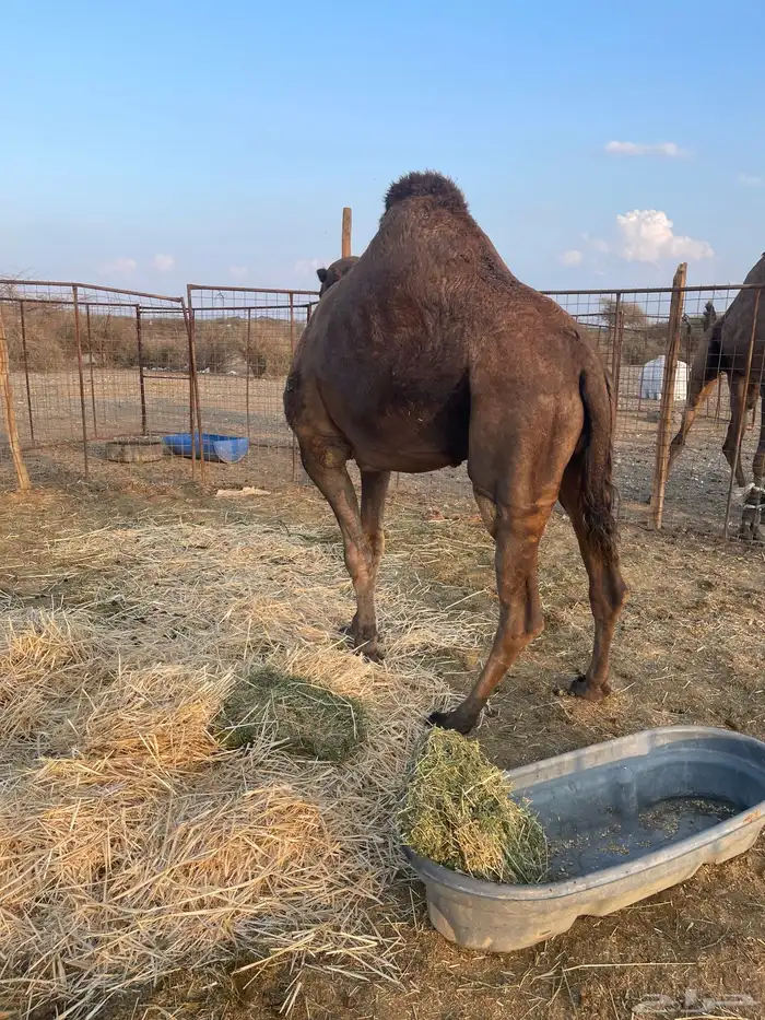 جمل احمر ادهم 5