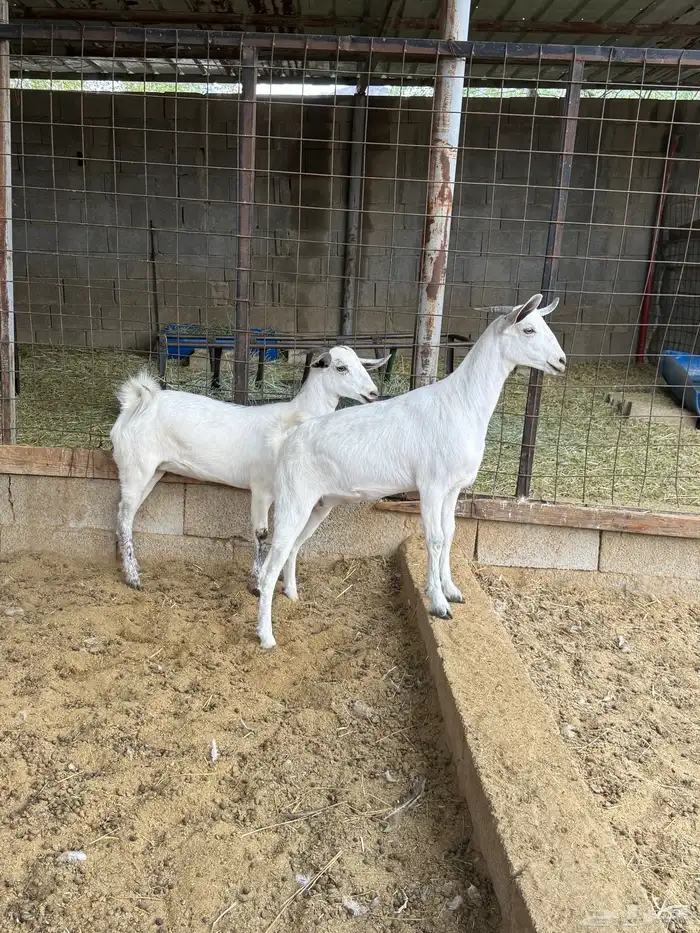 جفار على الشرط 16