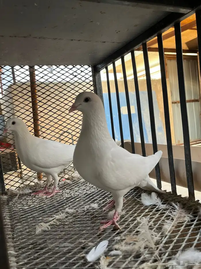 حمام زاجل هولندي 6