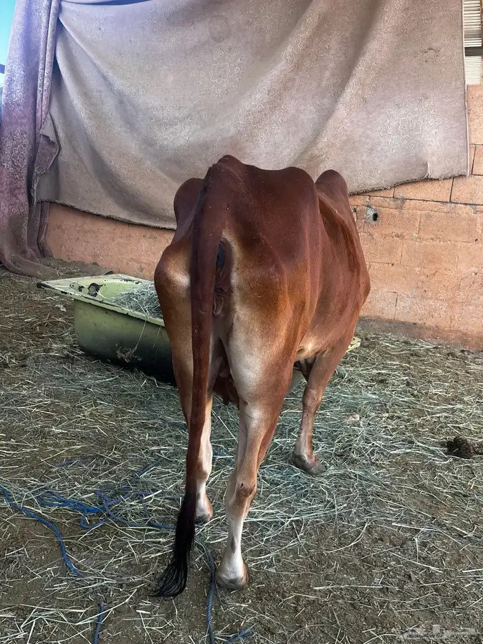 بسم الله ما شاء الله بقرة بلدي 4