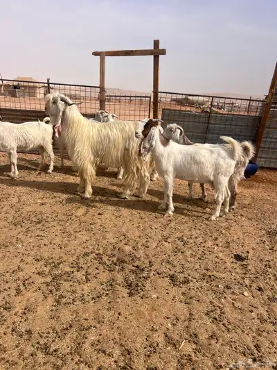 معزا بيض index