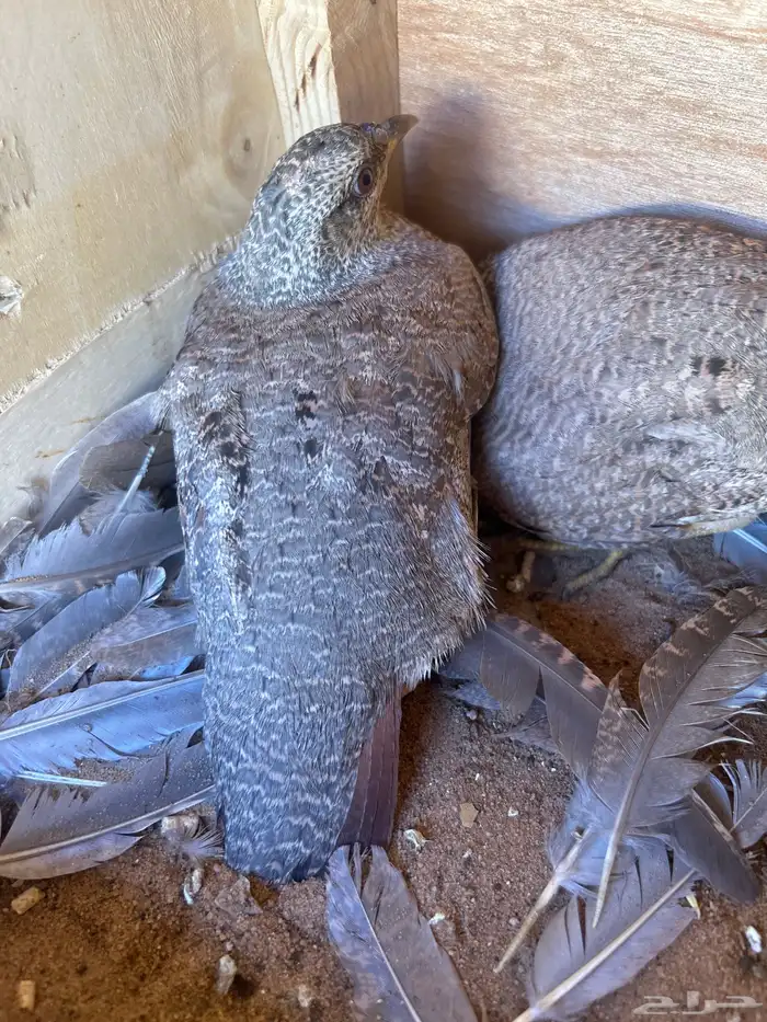 الحجل للبيع 7