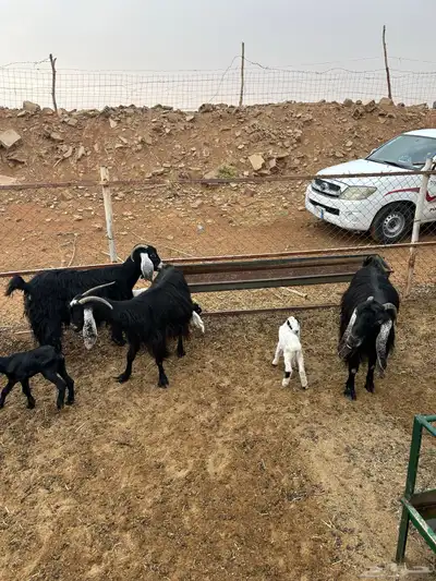 معزا ولد index