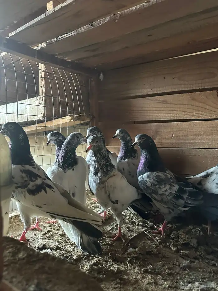 حمام باكستاني 4