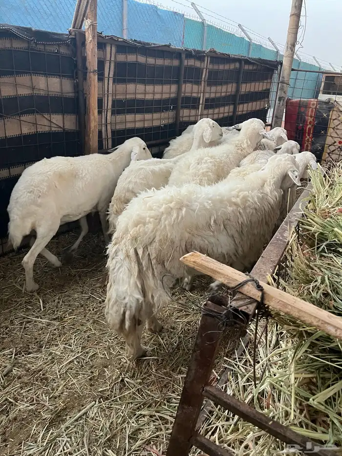 للبيع شياه 0