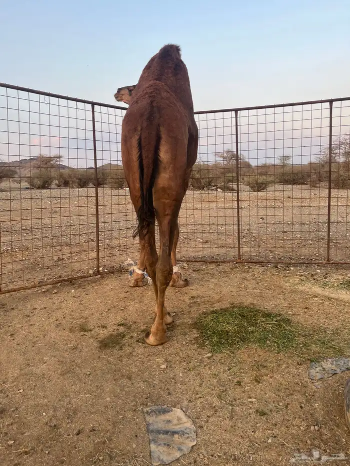 فحل احمر دم 16