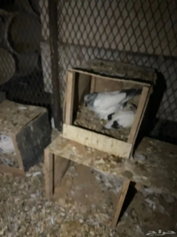 حمام باكستاني امهات 11