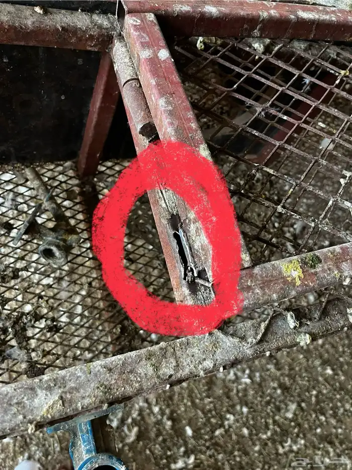 بطريات أرنب 0