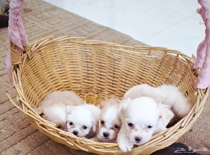 لا تفوتكم ...جراء انتاج رهيب 1