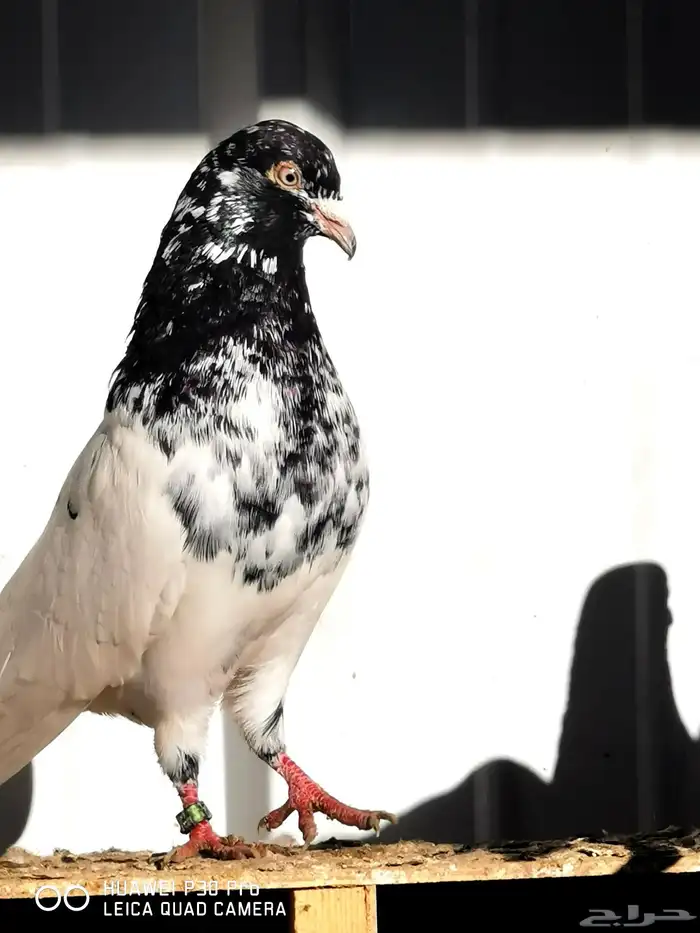 حمام هندي كالوشام طيور مميزة 13