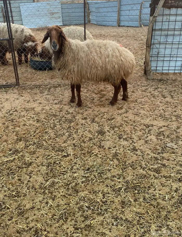 نعجه حايل. 0