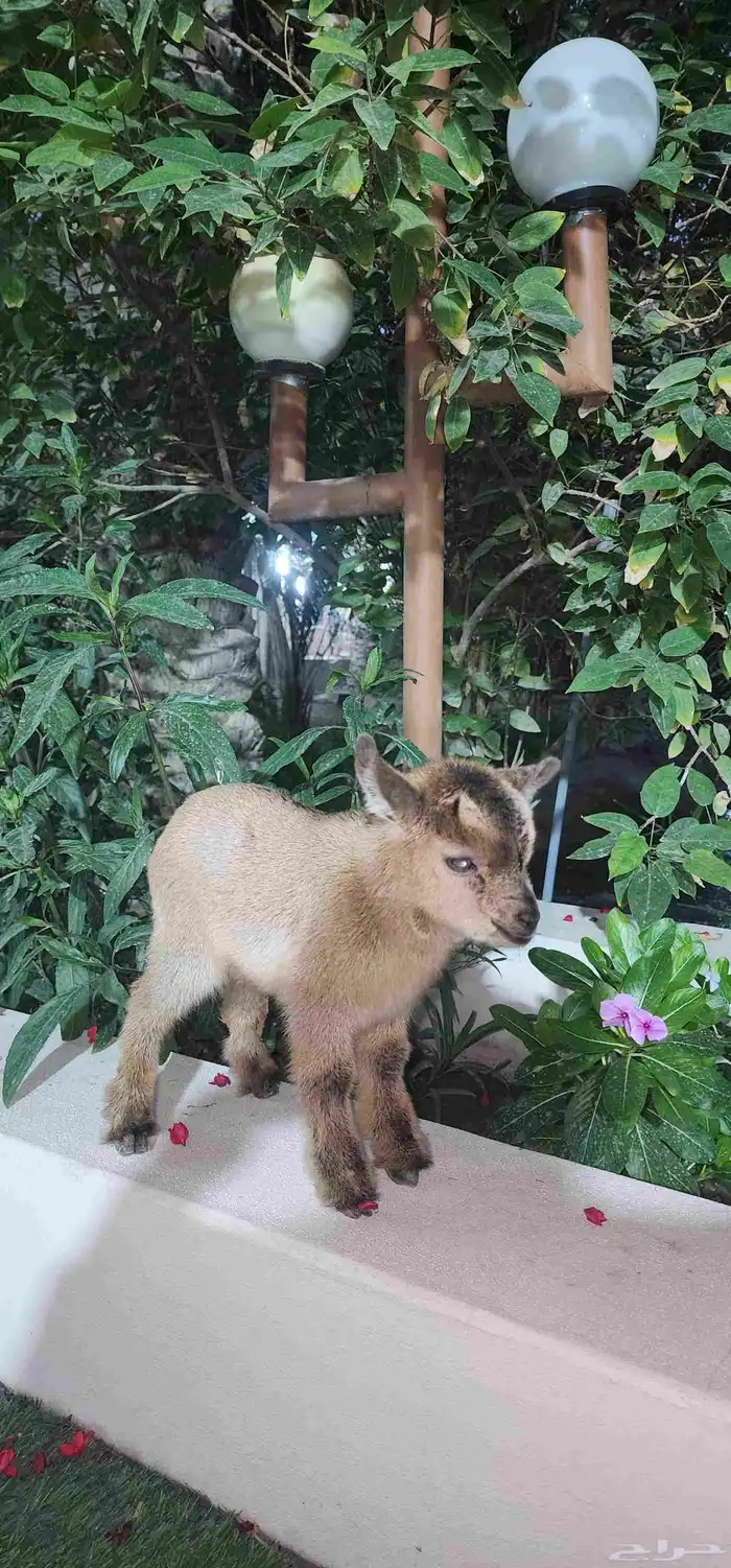 ماعز قزم جفرة انثة صغيرة 2