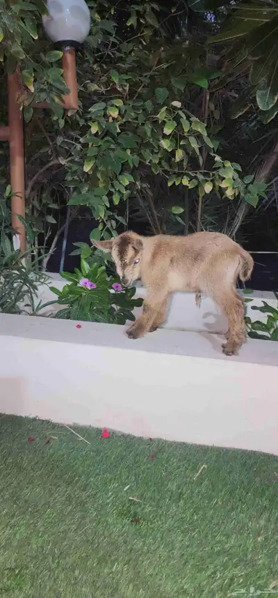 ماعز قزم جفرة انثة صغيرة index